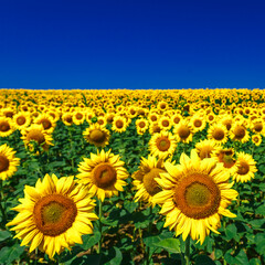 Obraz premium Agricultural field with yellow sunflowers against the sky with clouds.Sunflower field.Gold sunset. Sunflower closeup.Agrarian industry. Photo of cultivation land.flowers image