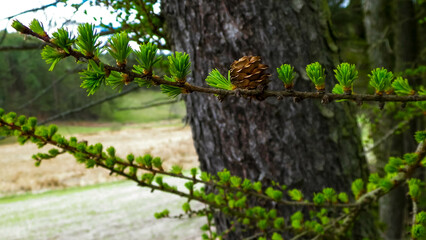 Close up of green pine needles on tree.