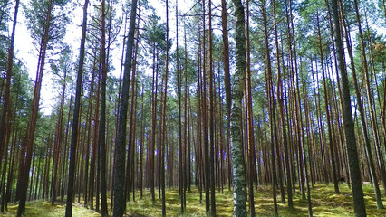 Fototapeta na wymiar Landscape of Tuchola Forest, South Kashubia, Poland.