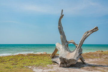 dead tree on the beach blue water ocean summer vibe relax spa