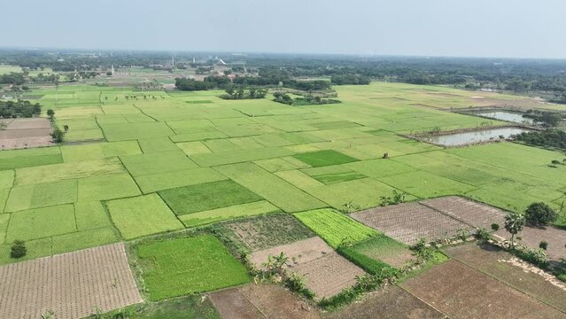 Aerial top view green field with wheat or barley under blue sky . Spring agronomic activity, bogura, bangladesh