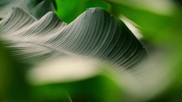 slowmo closeup of big green jungle leaves with blurry foreground