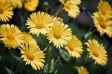 blume natur pflanzen sommer flora