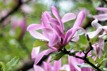 blume pink natur pflanze garden