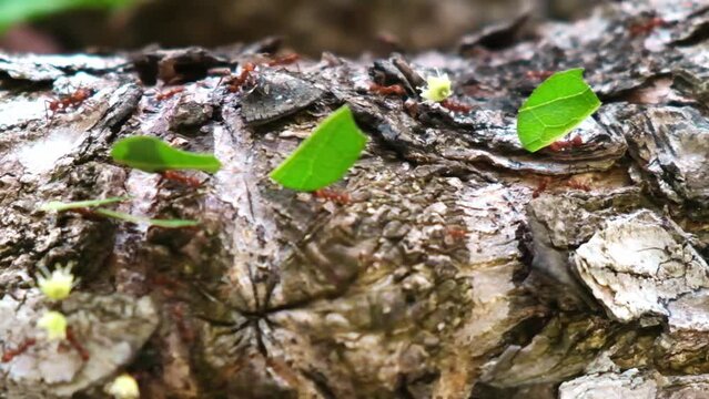leaf cutter ants carrying pieces of leaves
