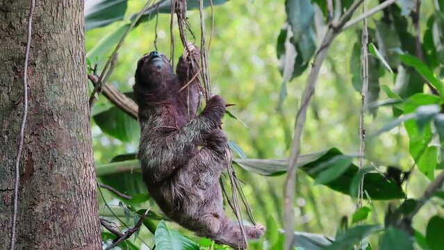 sloth climbing some vines into a jungle tree in Costa Rica against blurry background