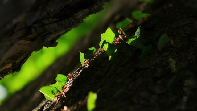 leaf cutter ants carrying pieces of leaves