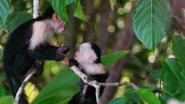 slow motion of two white faced capuchin monkeys, one trying to steal almonds from the other in a tree branch