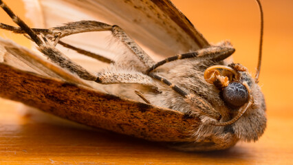 Dead moth lying on a table. Hairy moth with blue eyes and orange background. Brown butterfly, domestic moth, nocturnal animal attracted by light. Macro portrait of winged insects. Extreme close-up.