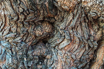 Texture of large wrinkled trunk. Knotty and wavy bark. Graphic layer with woody pattern. Detail of a large centenary tree.