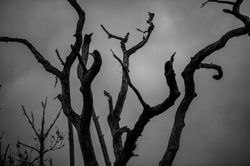 dead tree silhouette with texture