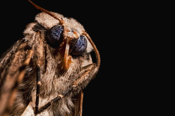 Moth with big blue eyes. Hairy moth with black background and dramatic light. Brown butterfly, domestic moth, nocturnal animal attracted by light. Macro portrait of winged insect. Extreme close-up. - Powered by Adobe