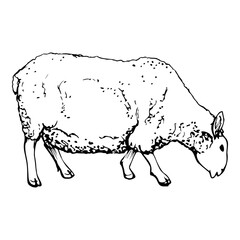 Ink hand drawn sketch of isolated object. Vector black silhouette of grazing domestic animal sheep livestock for wool. Design for tourism, travel, brochure, fabric, guide, print, card, tattoo.