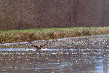 Rothirsch durchrinnt den Fluss