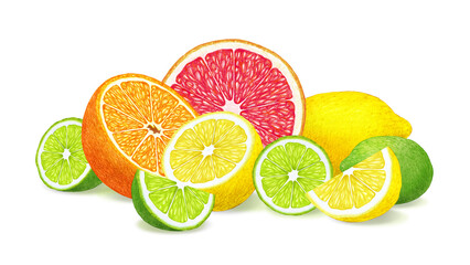 Hand-drawn illustration of fruits. Digitally colored. Orange, lemon, lime and grapefruit.