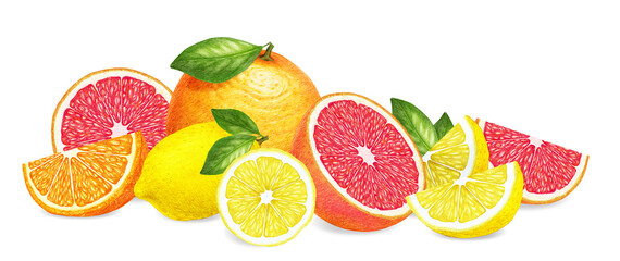 Hand-drawn illustration of fruits. Digitally colored. Orange, lemon and grapefruit.