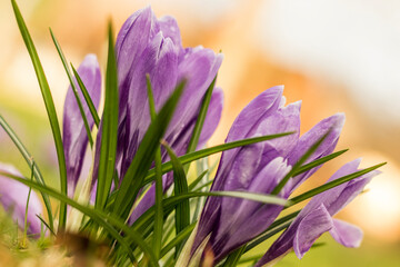 Fototapeta Wiosenne kwiaty ogrodowe - Krokusy obraz