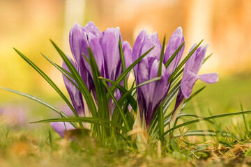 Wiosenne kwiaty ogrodowe - Krokusy - obrazy, fototapety, plakaty