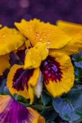 Wiosenne kwiaty ogrodowe - Bratek w kroplach deszczu