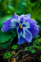 Wiosenne kwiaty ogrodowe - niebieski Bratek - obrazy, fototapety, plakaty