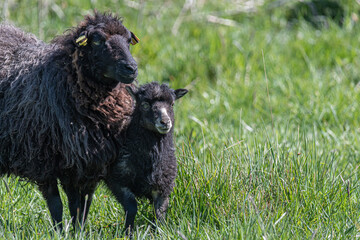 Obraz premium Schafhaltung