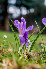 Wiosenne kwiaty ogrodowe - Krokusy