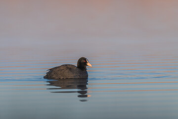 Bläßhuhn am Morgen
