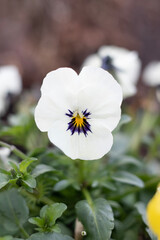 Wiosenne kwiaty ogrodowe - biały Bratek