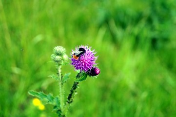 bee on a flower