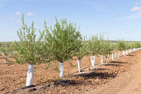 Planting of small olive trees. They still have their white cover. Are placed online. Irrigation is drip. Horizontal.