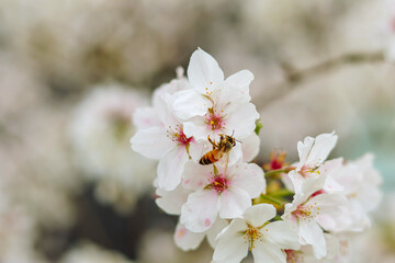 A bee and cherry blossoms are in full bloom.