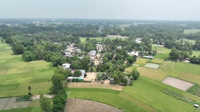Bangladesh village and Rice fields aerial view, bogura, bangladesh