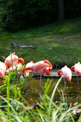 flamingo in the zoo