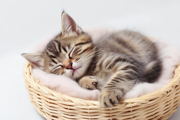 Naklejka na ściany i meble AI generative. Cute tabby kitten sleeping in a basket
