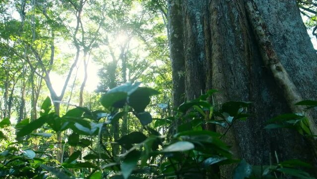 slowmo closeup of big green jungle leaves with blurry background against the sun in the forest, motion from right to left