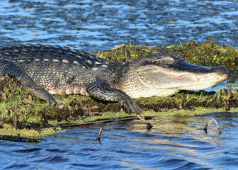 Alligator in Anahuac National Wildlife Refuge, Texas