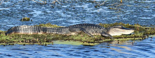 Alligator in the swamp