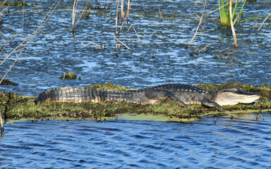 American Alligator at Anahuac National Wildlife Refuge, Texas