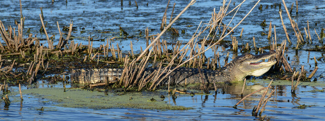 Alligator at the wildlife refuge