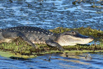 American Alligator at Anahuac National Wildlife Refuge, Texas