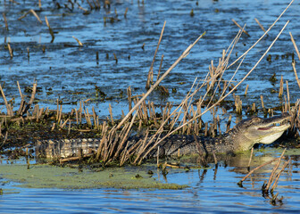 American Alligator at Anahuac National Wildlife Refuge, Texas
