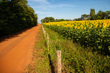 Fototapeta na wymiar Uma plantação de girassol à beira de uma estrada no interior de Goiás, Brasil.