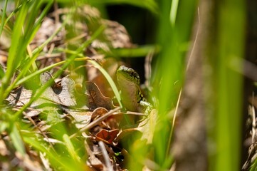 Lizzard on the grass