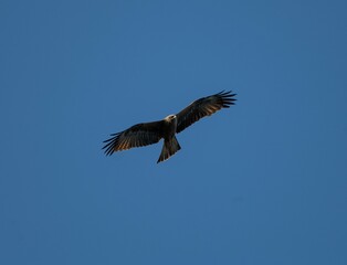 eagle in flight