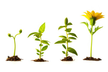 Sunflower plant depicted in various stages of growth, showcasing its lifecycle from seedling to blooming, isolated on a white background, generative ai