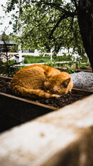 sleeping cat in the garden