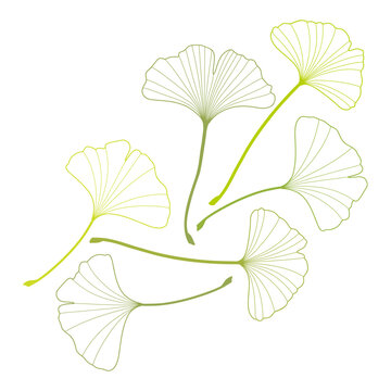Vector set of contour green leaves. Ginkgo Biloba. isolated on white background