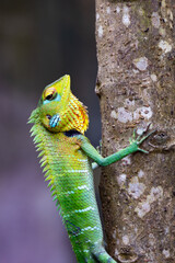 Naklejka na ściany i meble Red green garden lizard on a tree branch closeup