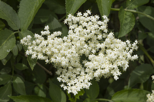 Fleur de sureau