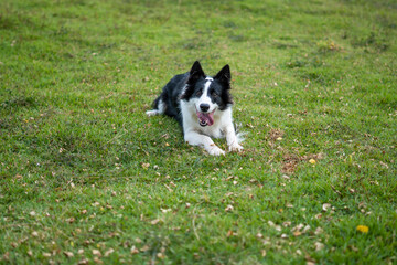 Border Collie black and white dog